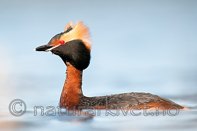 BB 10 0368 / Podiceps auritus / Horndykker